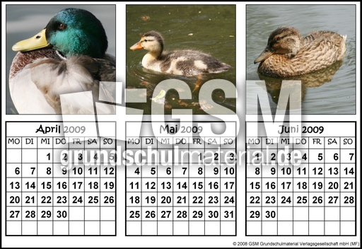 Quartalskalender-Stockenten_2.jpg